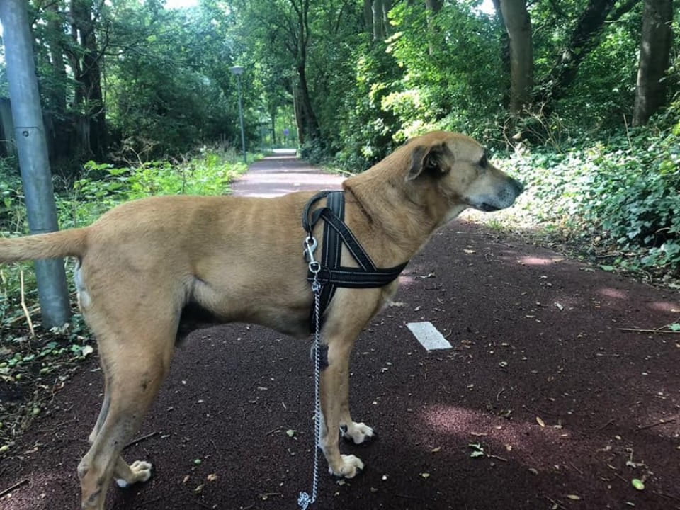 Makelaardij Rood - Amigo